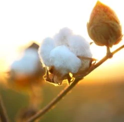 Air Wick Freshmatic Automatische Spray Luchtverfrisser - Pure Zachtheid Van Katoen Navulling - 3 Stuks - Voordeelverpakking -Schoonmaakmiddelen Korting 1200x1183 6